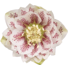 Lenten rose